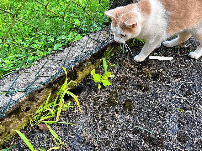 Kater Auri jagt einen Maulwurf.