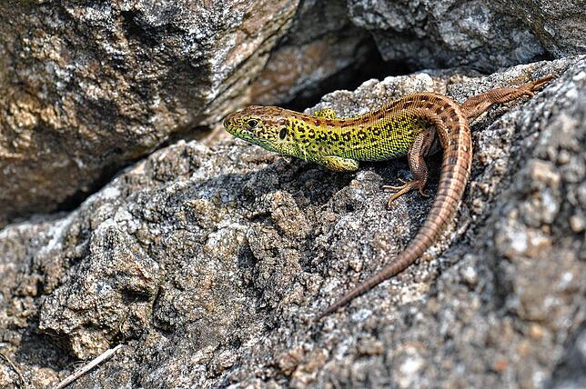 Steinhaufen bieten einen perfekten Unterschlupf für viele Tiere, unter anderem Reptilien, wie der Eidechse.