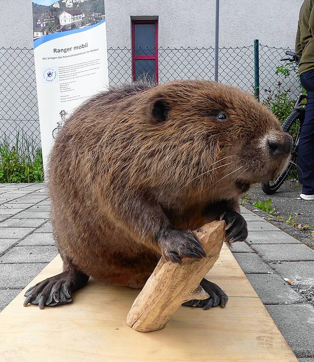 Er sieht fast echt aus, der ausgestopfte Biber des Naturschutzzentrums, der natürlich am Bibertag dabei sein musste.