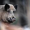 Wildschweine gelten als potenzielle Überträger der afrikanischen Schweinepest. Der Landkreis Waldshut bereitet sich auf einen möglichen ...