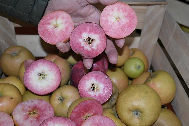 Äpfel mit exotischem Touch: Kissabel heißt die neue Sorte mit rotem Fruchtfleisch.
