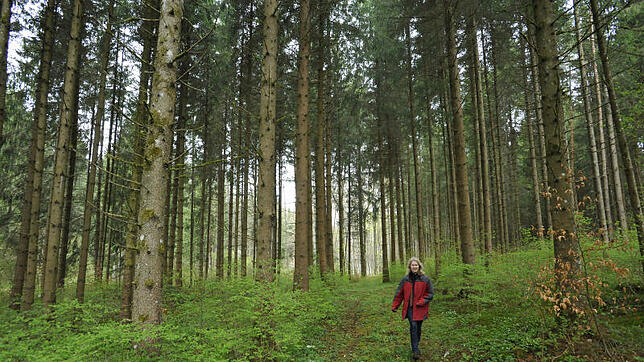 Ein Spaziergang im Wald zwischen Donaueschingen und Wolterdingen: Im Forst möchte sich Donaueschingen nicht vom Land reinreden lassen ...