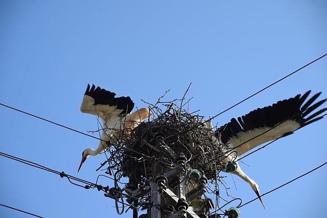 Bild 7: Premiere in Bodman: Störche bauen ein Nest auf einem Strommast