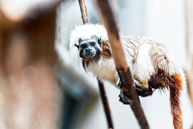 Ein Lisztäffchen sitzt auf einem Ast in einem Gehege des Zoos Basel.