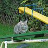 Freilaufende Katzen sind häufig krank. Sie müssen in Schramberg künftig kastriert und registriert werden. Bild: Martin Himmelheber