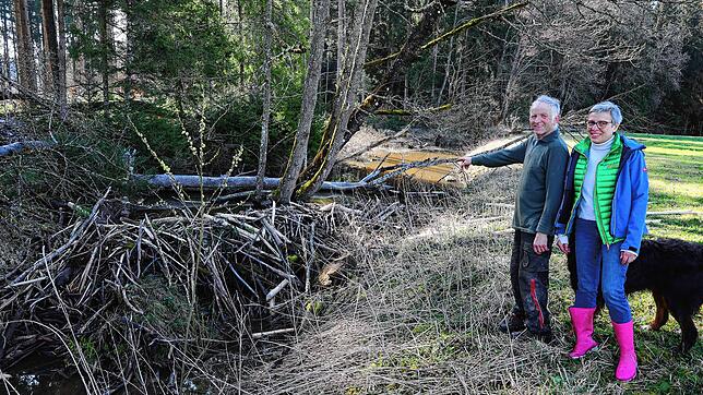 Josef und seine Schwester Elke Hock vom Binsenhof in Pfaffenweiler bereiten die Biberaktivitäten große Sorgen. Josef Hock zeigt auf ...