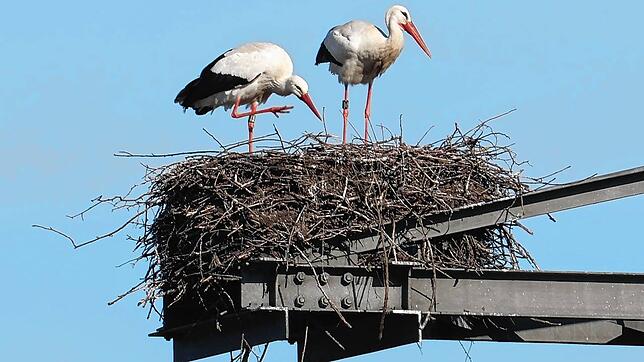 Die Störche sind wieder da und haben sich an den Strommasten an der B27 ein Nest gebaut.