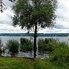 Am Uferweg in Konstanz in der Nähe der Schmugglerbucht stehen Bäume und Sträucher im Wasser. Bild: Claudia Wagner