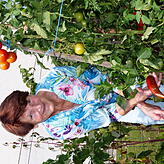 Tomaten und Paprika gediehen gut. Sie sind in der Obhut von Kurt Wengert.