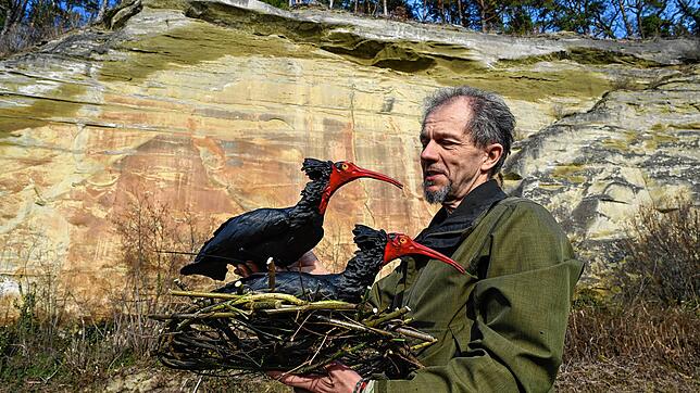 Johannes Fritz, Chef vom Waldrappteam, hält ein Nest in den Händen, in dem zwei Waldrapp-Attrappen sitzen.