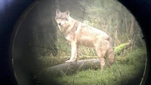 Wolf Ein Wolf ist durch ein Fernrohr fotografiert zu sehen.