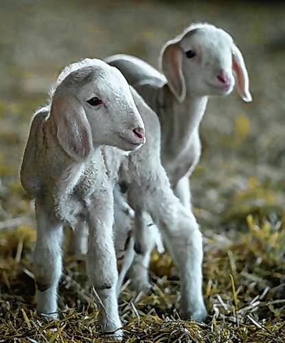 Zum Küssen sind auch die Merino-Lämmer, die in der Liste der süßesten Tiere weit nach vorne gehören.