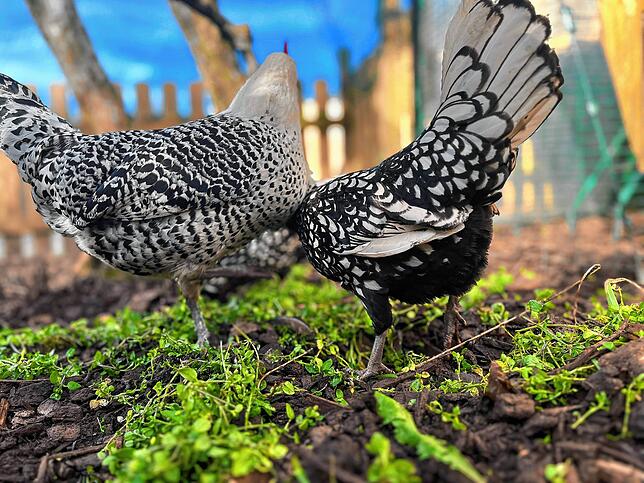 Ein Hingucker: Das Gefieder von Paduaner Huhn und ostfriesischer Möwe.