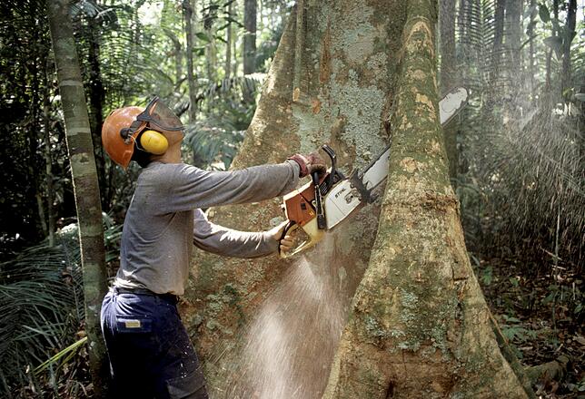 Ein Holzfäller arbeitet mit einer Kettensäge im Regenwald des Amazonas in Brasilien an einem Urwaldriesen. Massive Rodungen zur ...