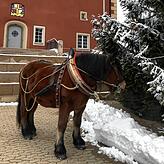 Ein tolles Pferd: Auch den Weihnachtsbaum im Stettener Schlosshof hat &bdquo;Quintana&ldquo; schon in Augenschein genommen.