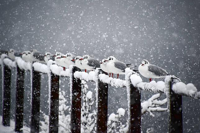 Gell, da gucksch! Geduldig schauen diese Möwen dem Schneetreiben zu und scheinen nicht allzu sehr zu frieren.