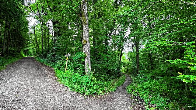 Schön und ruhig gelegen bietet sich der Standort Am Dornhau für den geplanten Ruhewald in der Gemeinde Wutöschingen an.