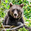 Ein Europäischer Braunbär ist in einem Gehege im Wild Place Project in der Nähe von Bristol zu sehen. In Deutschland sind sie ...