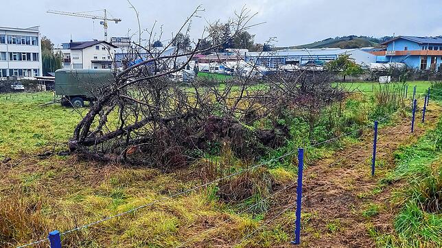 Die Bäume wurden im Februar dieses Jahres gefällt. Das Foto entstand in jüngster Vergangenheit. Die Wiesen sollen als Erweiterungsfläche ...