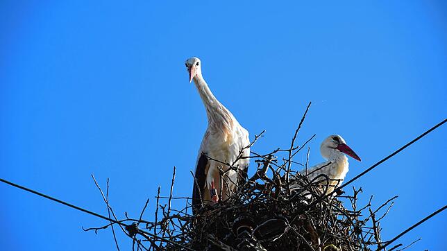 Links im Nest steht der Schweizer Storch. Das Bild entstand vor der Isolierung der Stromleitungen.