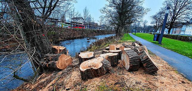 Etwas weiter flussabwärts in Richtung Bahnhof musste dieser alte Baum weichen.