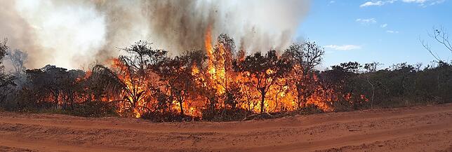 Brasiliens grüne Lunge steht in Flammen: Brennende Bäume im Naturpark Chapada dos Guimaraes im Bundesstaat Mato Grosso.