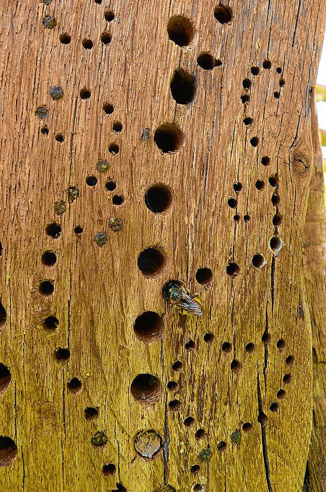Ein Insektenhaus im Naturgarten von Rolf Servos. Eine Wildbiene krabbelt gerade in eine der Öffnungen. In den verschlossenen Bohrungen ...