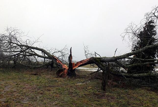 Dieser Baum im Weilheimer Ortsteil Aisperg am Hochrhein hielt dem Sturm nicht stand. Bild: Freudig