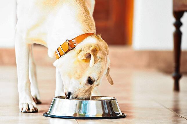 Ein Labrador freut sich über seinen gefüllten Futternapf. Viele Halter füttern ihrem Hund Trockenfutter.