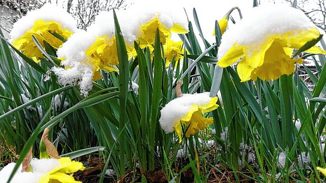 Osterglocken mit Schneehaube: So sah der Start in den April am Hochrhein und im Hotzenwald aus.