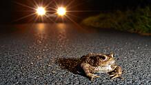 Jetzt suchen wieder Amphibien ihre Laichgewässer auf. Autofahrer sollten auf ausgewiesenen Streckenabschnitten langsam fahren. Bild: ...