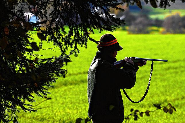 Ein Jäger steht während einer Treibjagd mit seinem Gewehr schussbereit am Waldrand. B