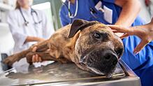 Muss der Hund operiert werden, kann das für Besitzer ziemlich teuer werden. Doch dafür gibt es spezielle Versicherungsangebote.