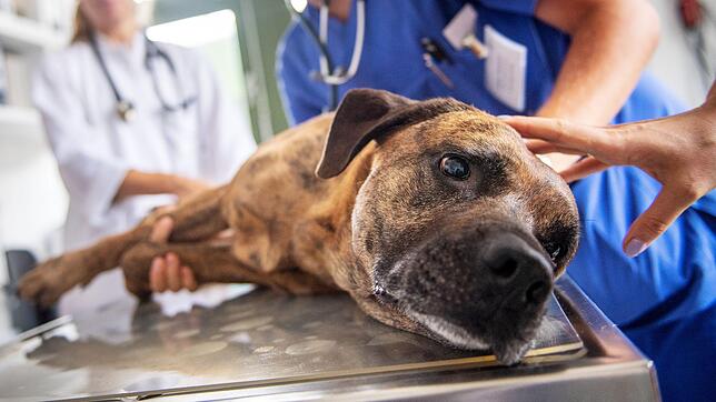 Muss der Hund operiert werden, kann das für Besitzer ziemlich teuer werden. Doch dafür gibt es spezielle Versicherungsangebote.