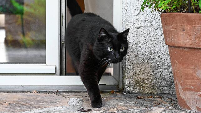 Sofort stehenbleiben! Katzen dürfen in Walldorf nicht mehr einfach so nach draußen gehen.