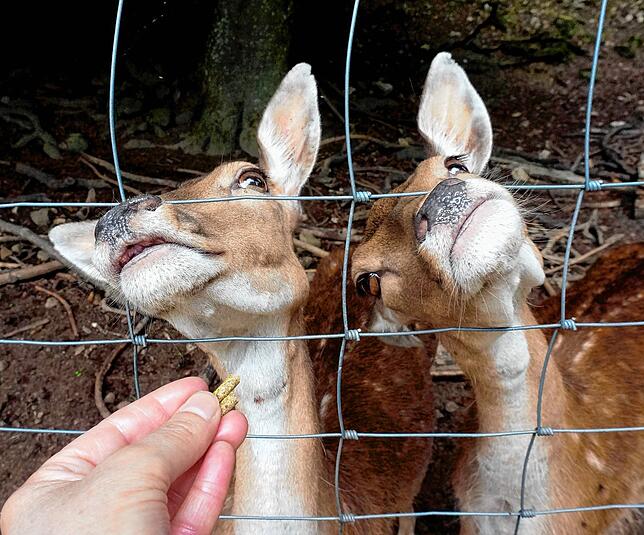 Lange Hälse: Diese beiden Damwild-Damen sind ganz wild auf die Pellets in den Päckchen aus dem Futterautomaten und recken und strecken ...