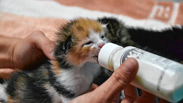 Ein Katzenbaby wird im Donaueschinger Kreistierheim mit der Flasche gefüttert. Seit Jahren verzeichnet die Einrichtung eine steigende ...