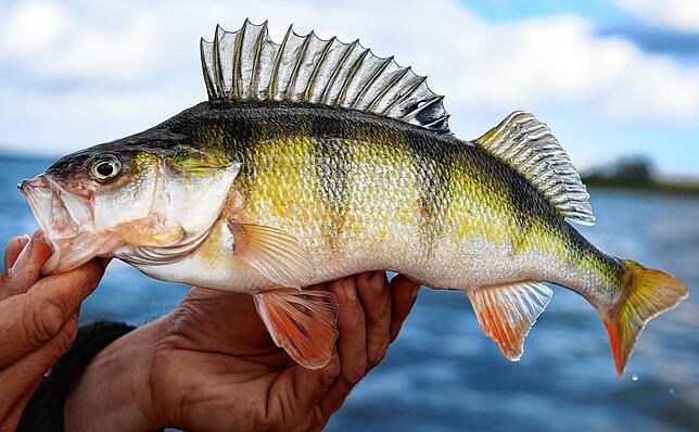 Ein Angler hält einen Barsch in den Händen. Foto: Stefan Sauer, dpa