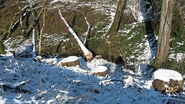 Die Rodungsaktion am Hedelbach ist nach Angaben des BUND Meersburg auch nach mehreren Wochen noch nicht vollumfänglich aufgeklärt.