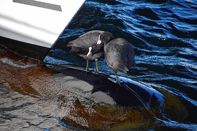 Bild 6: So süß! Die Küken der Blässhühner im Hafen von Bodman schlüpfen