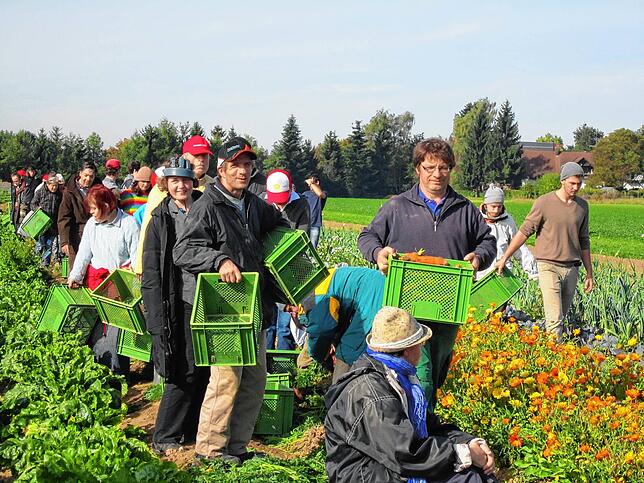 Gemeinsam ernten Menschen mit und ohne Assistenzbedarf auf den eigenen Feldern, hier in der Camphill Dorfgemeinschaft Hermannsberg.