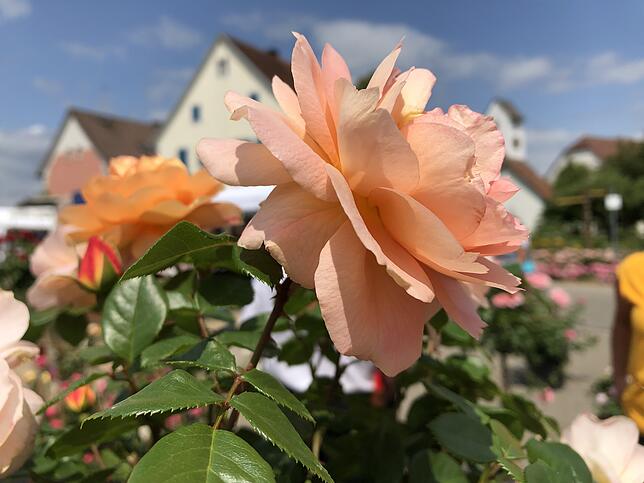 Bild 6: Die schönsten Rosen aus dem Rosendorf Nöggenschwiel