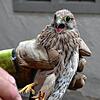 Aus dem Nest gefallen: Ein kleiner Turmfalke wurde nun gerettet und in eine Vogelpflegestation gebracht.