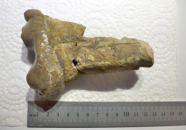 Der Ur-Elefant, von dem die Fundstücke aus Vorarlberg stammen, soll vor mehr als 15 Millionen Jahren gelebt haben, als in der Region ...