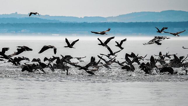 Die Kormorane vermehren sich am Bodensee von Jahr zu Jahr und bringen die Fischbestände immer stärker unter Druck.