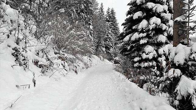 Das umfangreiche Netz an gebahnten Winterwanderwegen &ndash; im Bild der Herrenkopfweg &ndash; rund um Todtmoos lädt zum erholsamen ...