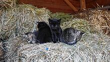 Diese Katzenwelpen wurden in einem Heulager geboren. Sie werden von Tierfreunden vor Ort versorgt und in gute Hände vermittelt. Dank des ...