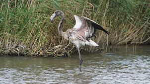 Der Flamingo vom Titisee: Rosa werden die Tiere erst, wenn sie älter sind.