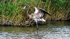 Der Flamingo vom Titisee: Rosa werden die Tiere erst, wenn sie älter sind.