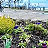 Noch hält sich die Blütenpracht an der Uferpromenade in Grenzen. Eine Landesgartenschau soll mehr liefern als nur eine Blümchenschau.